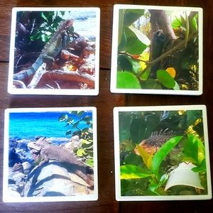 Iguana photo coasters